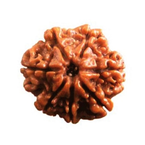 Picture of Seven (7) Face (Mukhi) Nepali Rudraksha Beads (Small)