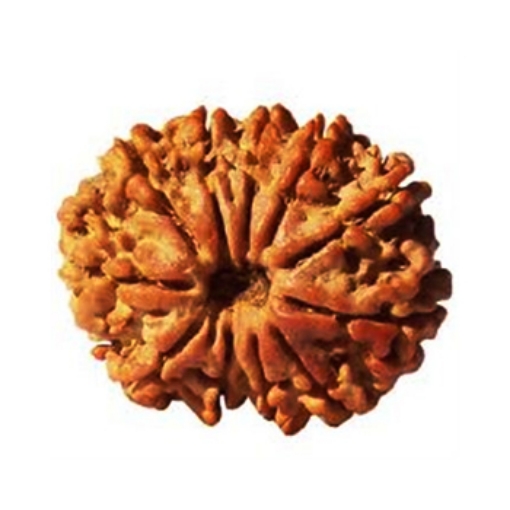 Picture of Ten (10) Face (Mukhi) Rudraksha