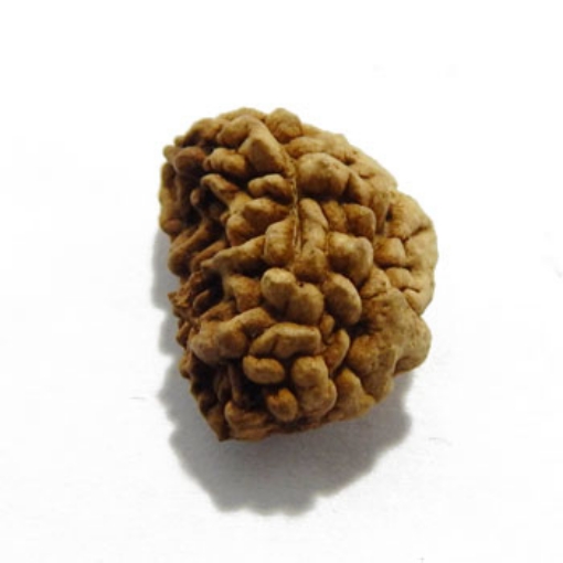 One Mukhi (Face) Rudraksha