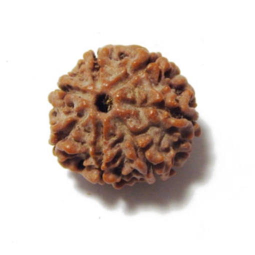 Seven Mukhi (Face) Rudraksha