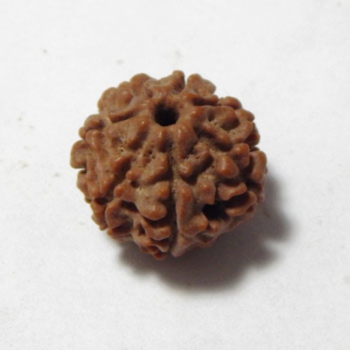 Seven Mukhi (Face) Rudraksha