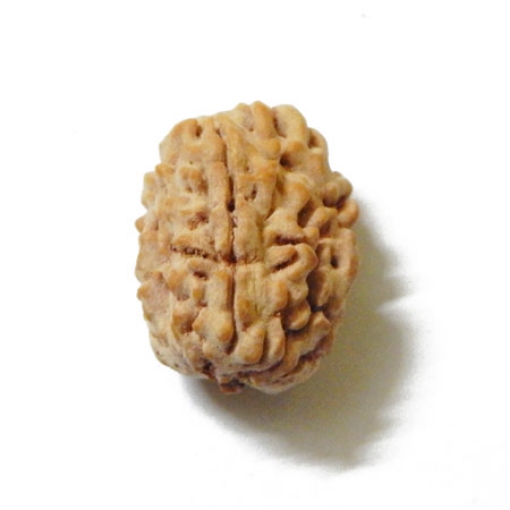 3 Mukhi Himalayan Rudraksha
