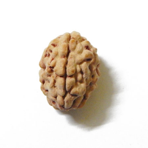 3 Face Himalayan Rudraksha