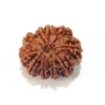 Ten Mukhi Rudraksha