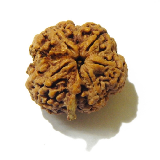 Large Size 5 Mukhi Rudraksha