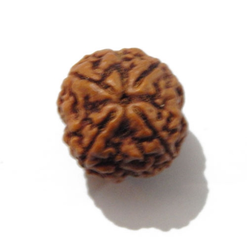Four face nepali Rudraksha