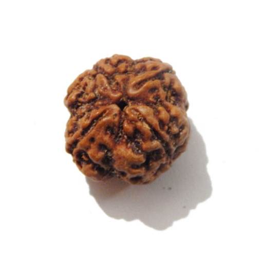 Four face nepali Rudraksha