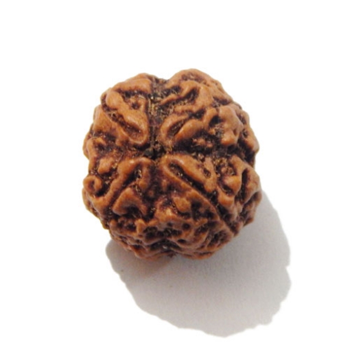 Four face nepali Rudraksha