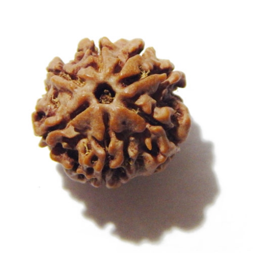 Seven Face Nepali Rudraksha