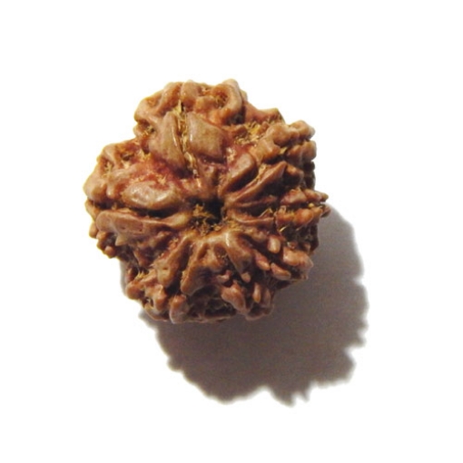 Seven Face Nepali Rudraksha 