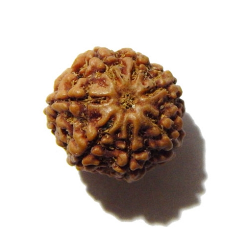 Seven Face Nepali Rudraksha 