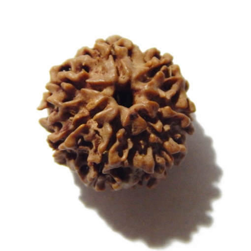 Seven Face Nepali Rudraksha 