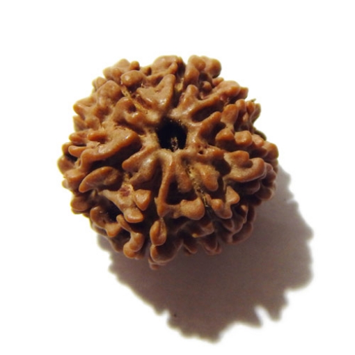 Seven Face Nepali Rudraksha 