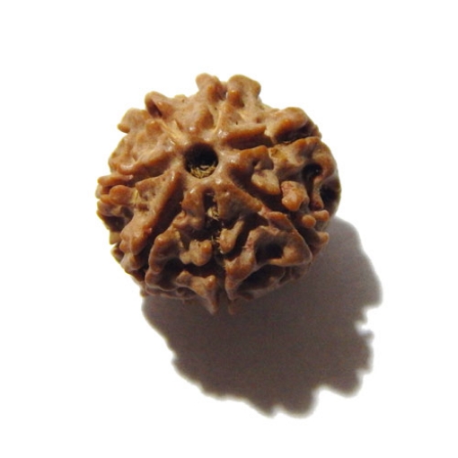 7 mukhi rudraksha 