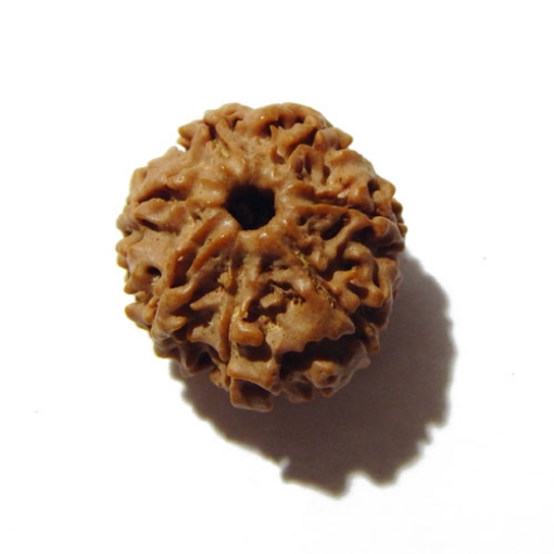 Seven Face Nepali Rudraksha 