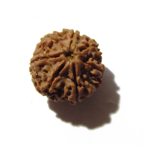Seven Face Nepali Rudraksha 