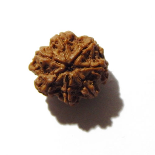 Seven Face Nepali Rudraksha 