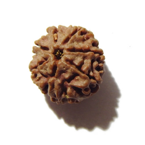 Seven Face Nepali Rudraksha 
