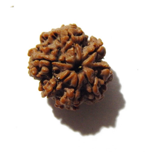 Seven Face Nepali Rudraksha 