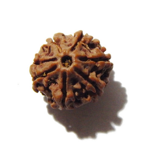 Seven Face Nepali Rudraksha 