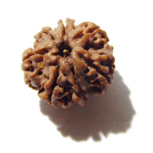 Seven Face Nepali Rudraksha 