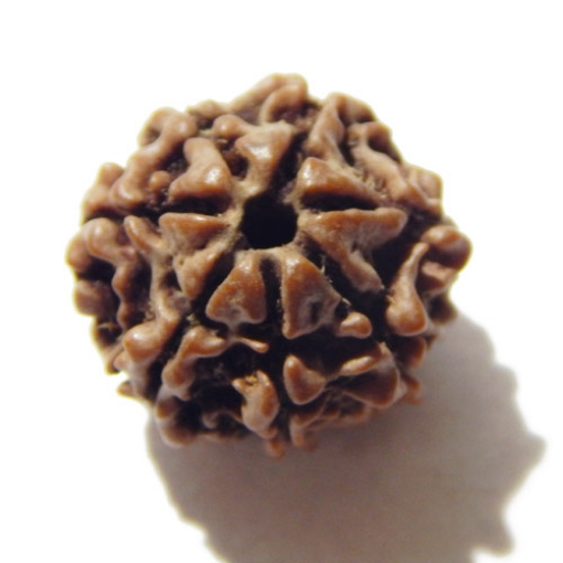 Seven Face Nepali Rudraksha 