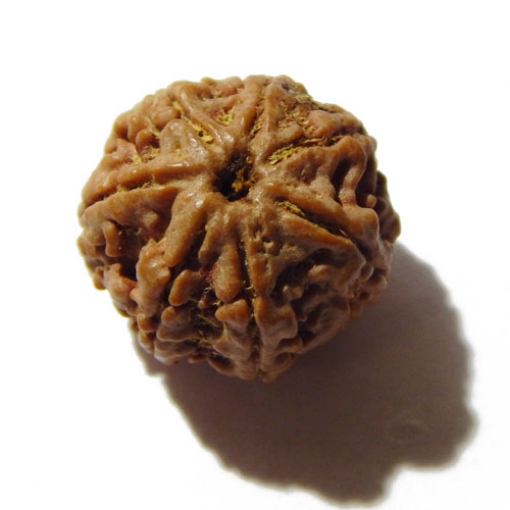 Seven Face Nepali Rudraksha 