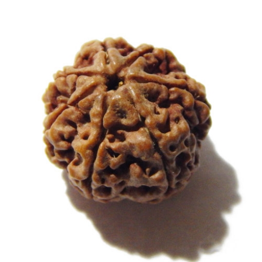 Seven Face Nepali Rudraksha 