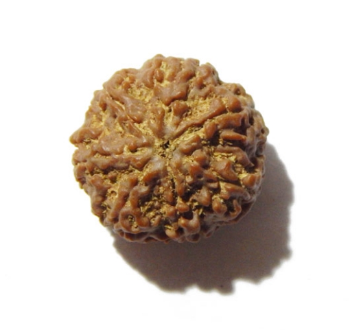 Four face nepali Rudraksha