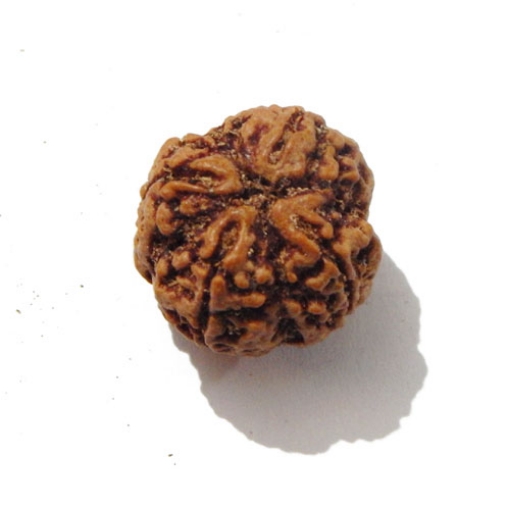 Four face nepali Rudraksha