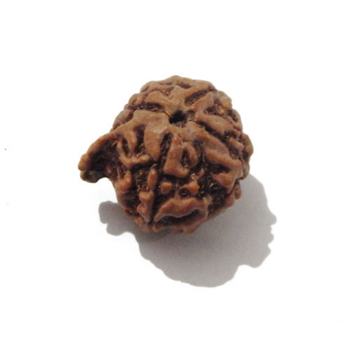 Ganesh Rudraksha