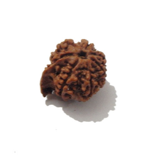Ganesh Rudraksha