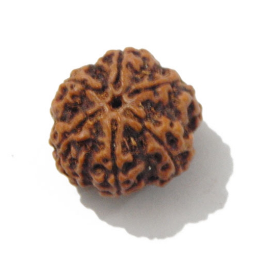 Six Face Rudraksha
