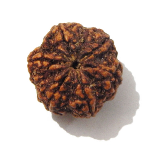Six Face Rudraksha
