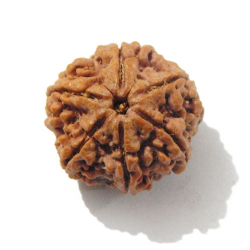 Six Face Rudraksha