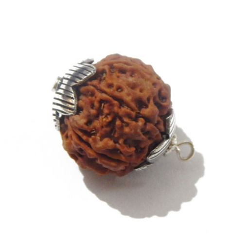 7 face rudraksha 