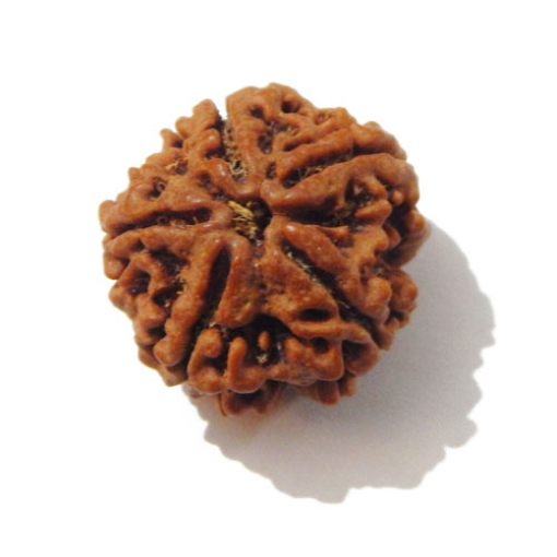 5 Face Big Size Rudraksha