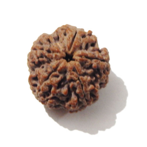 5 Face Big Size Rudraksha