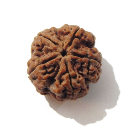 5 Face Big Size Rudraksha