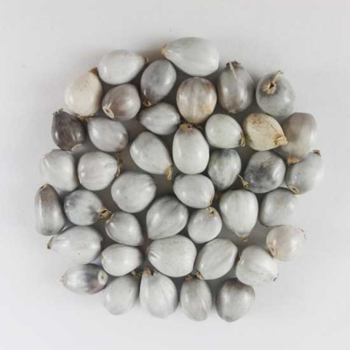 Picture of Perles Vaijanti en vrac