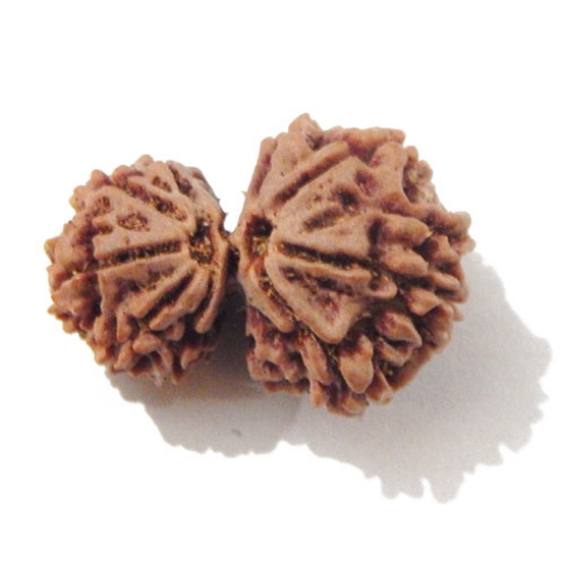 Gauri Shankar Rudraksha