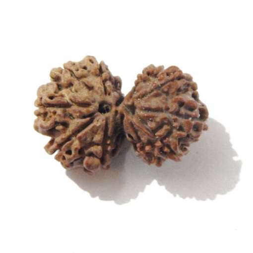 Gauri Shankar Rudraksha