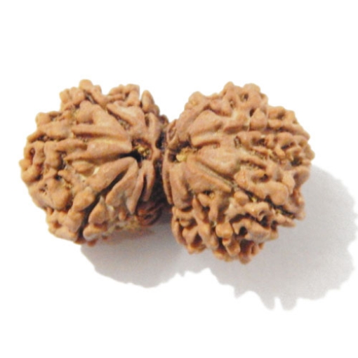 Gauri Shankar Rudraksha
