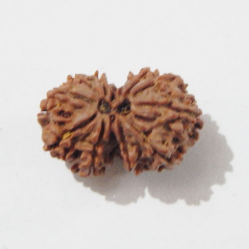 Gauri Shankar Rudraksha