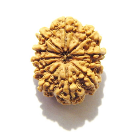 Eleven Face Nepali Rudraksha