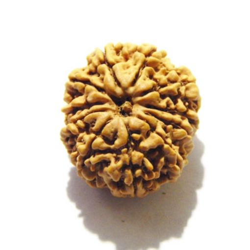 Eleven Face Nepali Rudraksha
