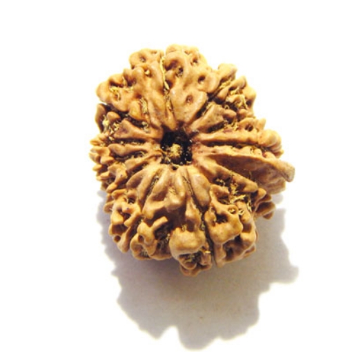 Eleven Face Nepali Rudraksha