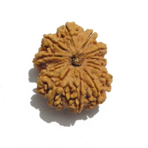 Thirteen Face (Mukhi)  Nepali Rudraksha