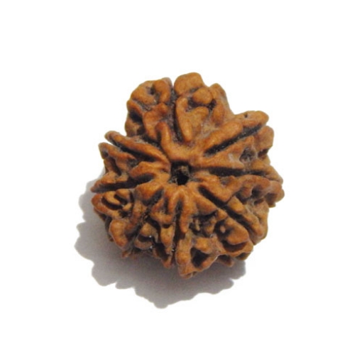 Eight Face Nepali Rudraksha