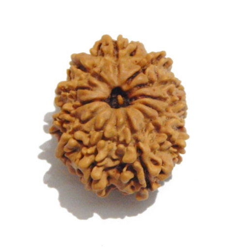 Twelve Face Nepali Rudraksha